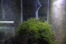 Java moss live for sale  San Ysidro