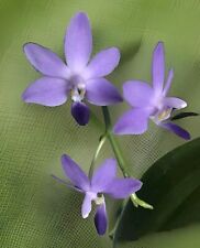 Phalaenopsis purple martin for sale  NOTTINGHAM