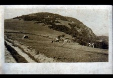 Altkirch surroundings cattle d'occasion  Expédié en Belgium