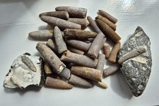 belemnite for sale belemnite for sale NORWICH