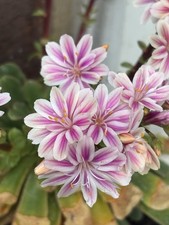 Lewisia cotyledon sunset for sale  GREAT MISSENDEN