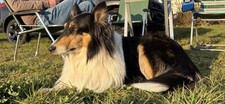 Collie wolle colliewolle gebraucht kaufen  Wallenhorst