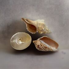 Sea shells nautical for sale  Naples