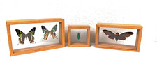 Framed entomology collectible for sale  Port Angeles
