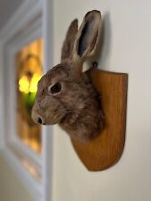 Taxidermy brown hare for sale  ILFRACOMBE