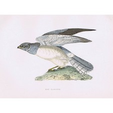 Birds hen harrier for sale  GLASGOW