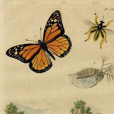 Papillon danaïde daphnie d'occasion  France