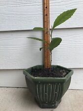 Japanese plum loquat for sale  Houston