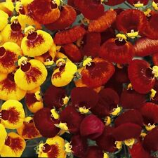 Thompson morgan calceolaria for sale  IPSWICH