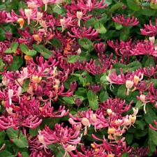 Peaches cream lonicera for sale  Mobile