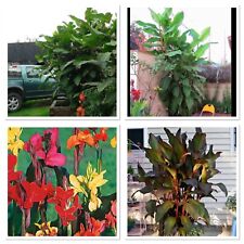 Giant canna plugs. for sale  GLOUCESTER