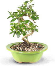 Ct0116ft fukien tea for sale  Denver