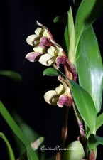 Orchidee maxillaria funicaulis d'occasion  Bischoffsheim