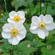 Easy grow anemone for sale  Milwaukee