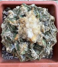 Ariocarpus suratus lloydi usato  Valdastico