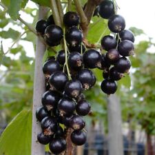 Titania schwarze johannisbeere gebraucht kaufen  Detmold
