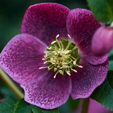 Hellebore teodora viv for sale  BOURNE