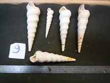 125.02 turritella sulcifera usato  Spedire a Italy