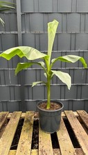 Musa basjoo japanische gebraucht kaufen  Springe