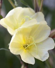 Oenothera odorata apricot for sale  PRESCOT