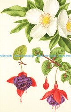 D153708 eucryphia nymansensis for sale  WARLINGHAM