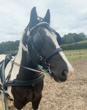 Cob driving bridle for sale  NEWCASTLE UPON TYNE