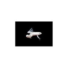 Dwarf zaire albino for sale  Discovery Bay