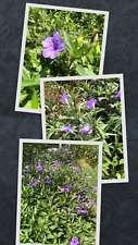 Live bare rooted for sale  Bastrop