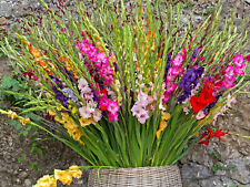10x gladioli mixed for sale  CRAWLEY