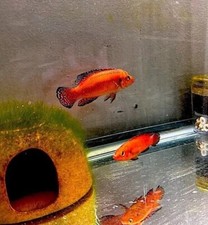 Turkana jewel cichlid for sale  Massapequa Park