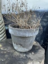 Outdoor planter plant for sale  ATTLEBOROUGH