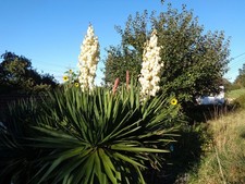 Hardy outdoor yucca for sale Hardy outdoor yucca for sale  WELLINGTON