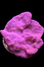 Live coral sponge for sale  Tampa