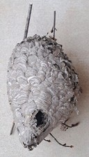 Large real nest for sale  Menomonee Falls