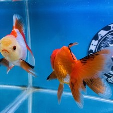 Thai oranda tricolor for sale  Palm Bay
