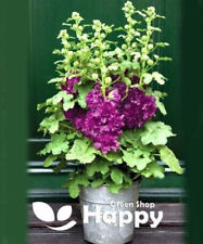 Dwarf hollyhock queeny for sale  DONCASTER