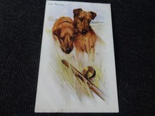 Sporting dogs vivien for sale Sporting dogs vivien for sale  ANSTRUTHER