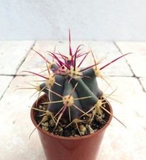 Ferocactus emoryi cactus for sale  FAKENHAM