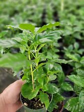 Coffee arabica plants for sale  Groveland