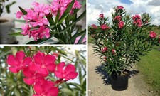 Oleander nerium mediterranean for sale  LLANELLI