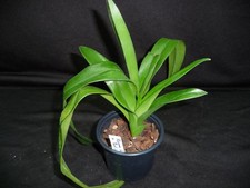 Phragmipedium red lightning usato  Spedire a Italy