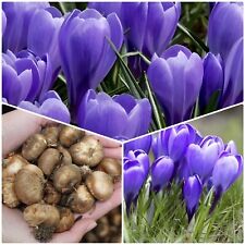 Crocus bulbs flower for sale  WISBECH