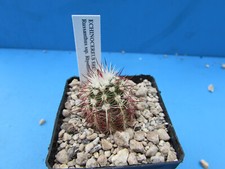 Echinocereus russanthus ssp. for sale  BIRMINGHAM