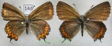 Heliophorus sena ssp. sena (Kollar, 1844) pair Pakistan14d, używany na sprzedaż  PL