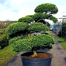 Japanese spreading yew for sale  Lincolnton
