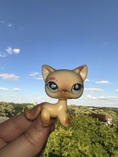 Używany, LPs Littlest Pet Shop Shorthair numer kotki #816 na sprzedaż  Wysyłka do Poland