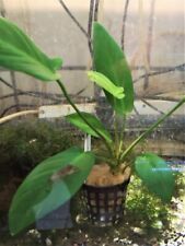 Anubia hastifolia plante d'occasion  Ingwiller