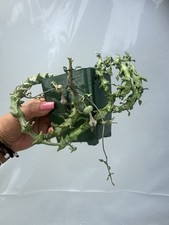 Ceropegia simoneae coolest d'occasion  Expédié en Belgium