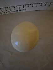 Ostrich egg tall for sale  Watertown