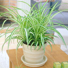 Chlorophytum variegatum evergr for sale  UK